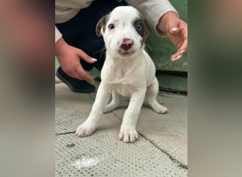 Pearl, geboren 02.07.2025, 23cm sucht ihre Menschen