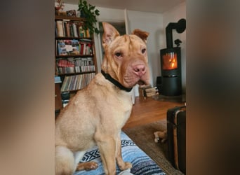 Bonnie, niedliches Hundemädel, ca. 6 Monate, ca. 41 cm, ca. 9 kg *in 69118 Heidelberg*