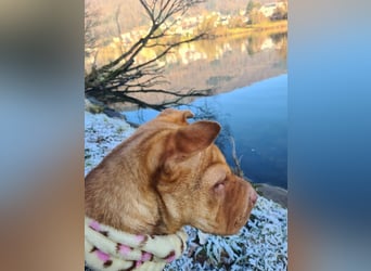 Bonnie, niedliches Hundemädel, ca. 6 Monate, ca. 41 cm, ca. 9 kg *in 69118 Heidelberg*