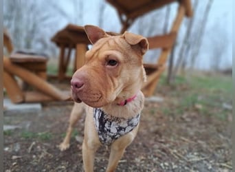 Bonnie, niedliches Hundemädel, ca. 6 Monate, ca. 40 cm, ca. 9 kg