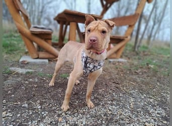 Bonnie, niedliches Hundemädel, ca. 6 Monate, ca. 40 cm, ca. 9 kg