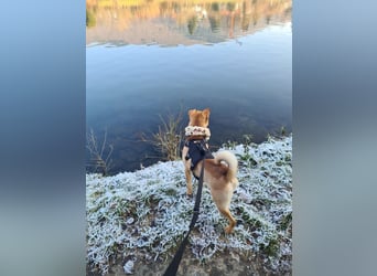 Bonnie, niedliches Hundemädel, ca. 6 Monate, ca. 41 cm, ca. 9 kg *in 69118 Heidelberg*