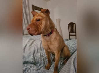 Bonnie, niedliches Hundemädel, ca. 6 Monate, ca. 41 cm, ca. 9 kg *in 69118 Heidelberg*