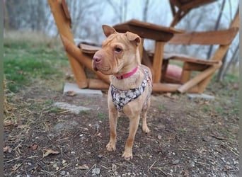 Bonnie, niedliches Hundemädel, ca. 6 Monate, ca. 40 cm, ca. 9 kg