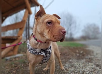 Bonnie, niedliches Hundemädel, ca. 6 Monate, ca. 40 cm, ca. 9 kg