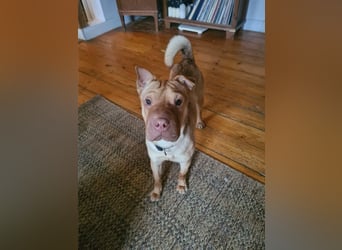 Bonnie, niedliches Hundemädel, ca. 6 Monate, ca. 41 cm, ca. 9 kg *in 69118 Heidelberg*