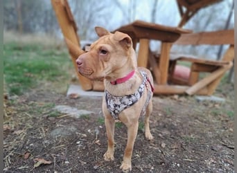 Bonnie, niedliches Hundemädel, ca. 6 Monate, ca. 40 cm, ca. 9 kg