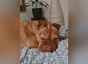 Bonnie, niedliches Hundemädel, ca. 6 Monate, ca. 41 cm, ca. 9 kg *in 69118 Heidelberg*