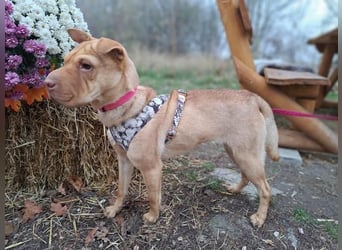 Bonnie, niedliches Hundemädel, ca. 6 Monate, ca. 40 cm, ca. 9 kg