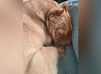 Bonnie, niedliches Hundemädel, ca. 6 Monate, ca. 41 cm, ca. 9 kg *in 69118 Heidelberg*