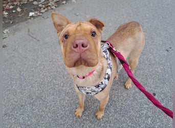 Bonnie, niedliches Hundemädel, ca. 6 Monate, ca. 40 cm, ca. 9 kg