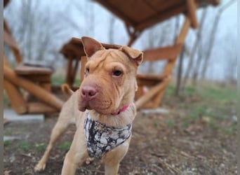 Bonnie, niedliches Hundemädel, ca. 6 Monate, ca. 40 cm, ca. 9 kg