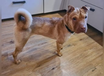 Bonnie, niedliches Hundemädel, ca. 6 Monate, ca. 41 cm, ca. 9 kg *in 69118 Heidelberg*