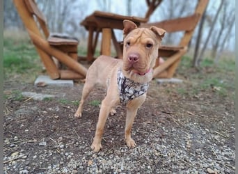 Bonnie, niedliches Hundemädel, ca. 6 Monate, ca. 40 cm, ca. 9 kg