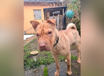 Bonnie, niedliches Hundemädel, ca. 6 Monate, ca. 41 cm, ca. 9 kg *in 69118 Heidelberg*