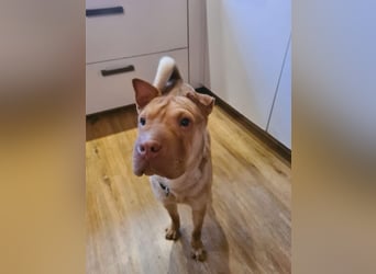 Bonnie, niedliches Hundemädel, ca. 6 Monate, ca. 41 cm, ca. 9 kg *in 69118 Heidelberg*