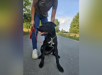 Gib Franciska ein Zuhause und sie schenkt dir ihr Herz.