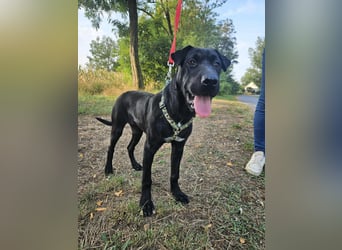 Gib Franciska ein Zuhause und sie schenkt dir ihr Herz.