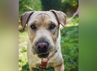 Eliza – sanfte Shar-Pei-Mix-Dame sucht ihr Für-immer-Zuhause