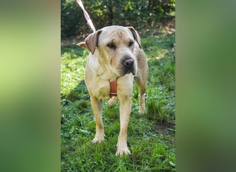 Eliza – sanfte Shar-Pei-Mix-Dame sucht ihr Für-immer-Zuhause