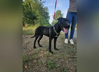 Gib Franciska ein Zuhause und sie schenkt dir ihr Herz.