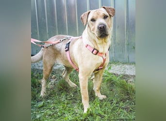 Eliza – sanfte Shar-Pei-Mix-Dame sucht ihr Für-immer-Zuhause