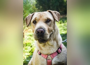 Eliza – sanfte Shar-Pei-Mix-Dame sucht ihr Für-immer-Zuhause