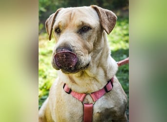 Eliza – sanfte Shar-Pei-Mix-Dame sucht ihr Für-immer-Zuhause