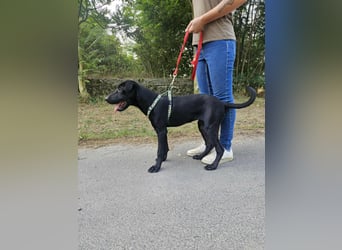 Gib Franciska ein Zuhause und sie schenkt dir ihr Herz.