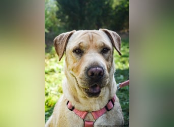 Eliza – sanfte Shar-Pei-Mix-Dame sucht ihr Für-immer-Zuhause