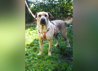 Eliza – sanfte Shar-Pei-Mix-Dame sucht ihr Für-immer-Zuhause