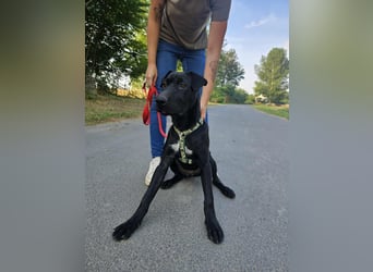 Gib Franciska ein Zuhause und sie schenkt dir ihr Herz.