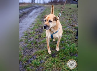 Darcy – verschmuste Seele möchte endlich ihre Menschen finden
