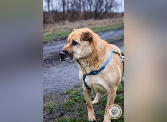 Darcy – verschmuste Seele möchte endlich ihre Menschen finden