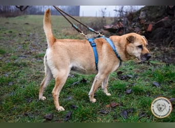 Darcy – verschmuste Seele möchte endlich ihre Menschen finden