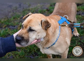 Darcy – verschmuste Seele möchte endlich ihre Menschen finden