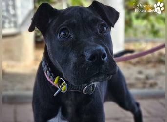 Klara ist eine junge Shar-Pei Mischlingshündin