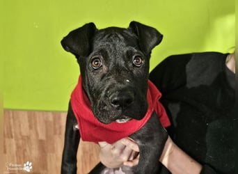 Klara ist eine junge Shar-Pei Mischlingshündin