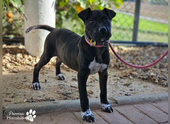 Klara ist eine junge Shar-Pei Mischlingshündin