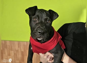 Klara ist eine junge Shar-Pei Mischlingshündin