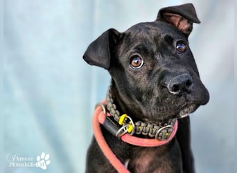 Klara ist eine junge Shar-Pei Mischlingshündin