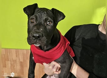 Klara ist eine junge Shar-Pei Mischlingshündin