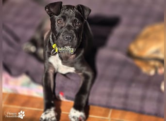 Klara ist eine junge Shar-Pei Mischlingshündin