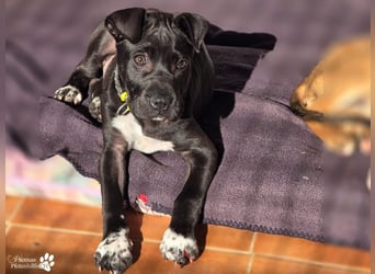 Klara ist eine junge Shar-Pei Mischlingshündin