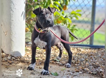 Klara ist eine junge Shar-Pei Mischlingshündin