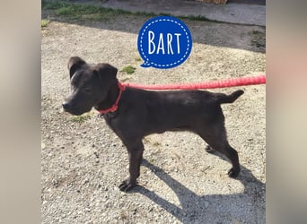 Bart ein freundlicher Hundebub