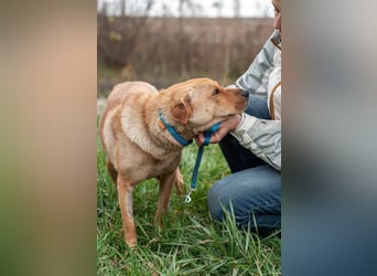 Wundervolle Shar Pei-Mix Dame Daly (Ukraine)