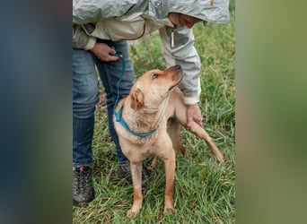 Wundervolle Shar Pei-Mix Dame Daly (Ukraine)