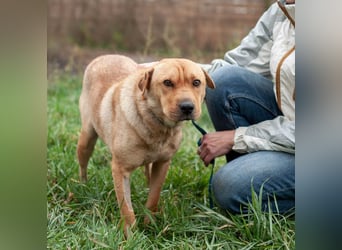 Wundervolle Shar Pei-Mix Dame Daly (Ukraine)