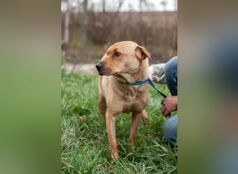 Wundervolle Shar Pei-Mix Dame Daly (Ukraine)